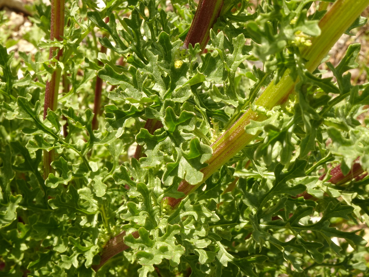 DSC03885