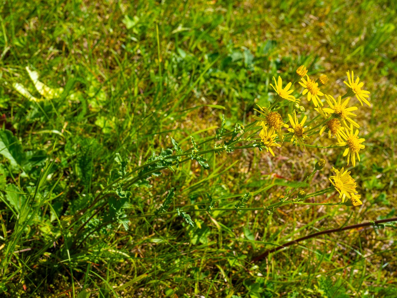 kadriorg_park_gass_lawn_near_japanese_garden-37