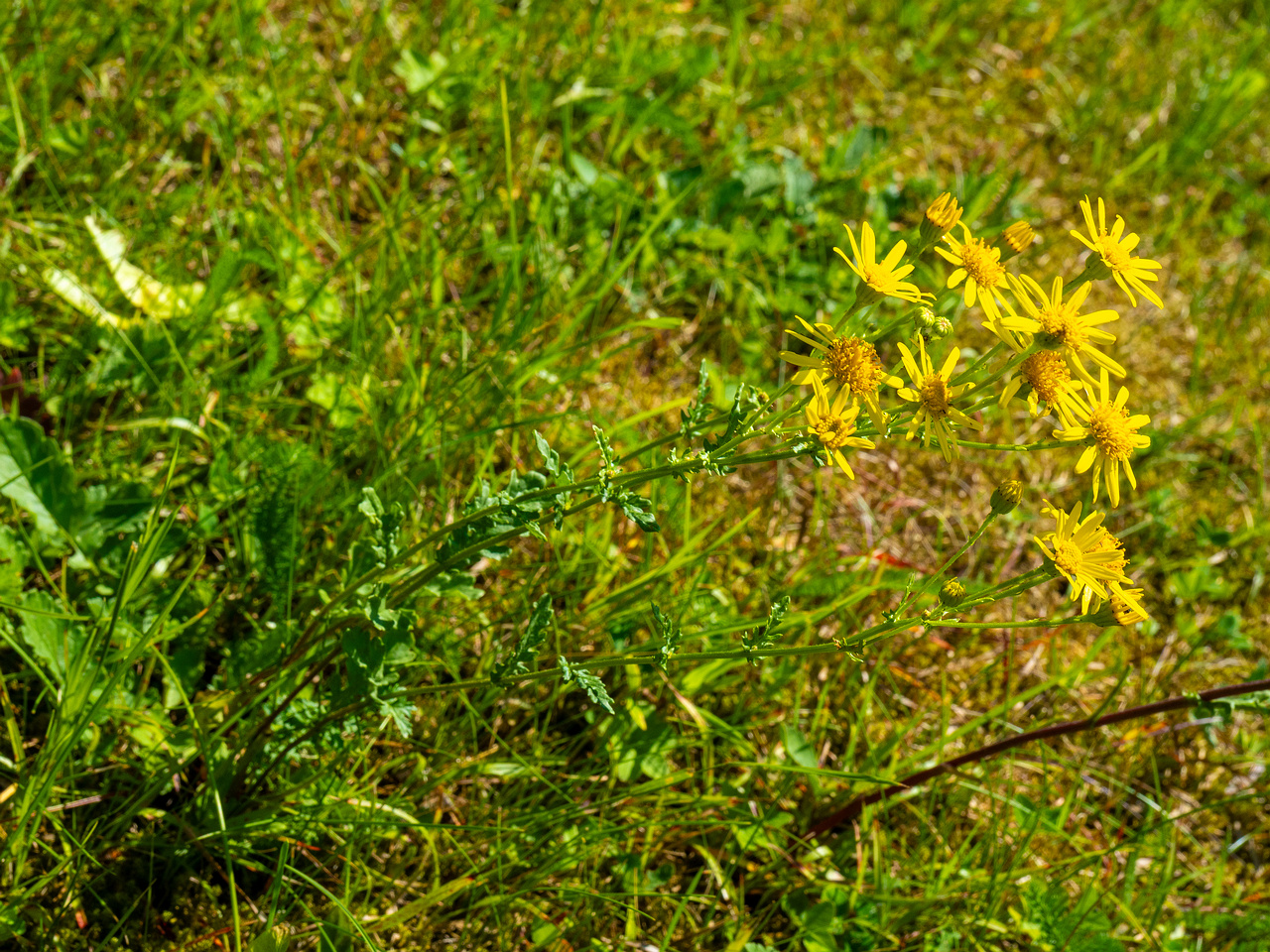 kadriorg_park_gass_lawn_near_japanese_garden-38