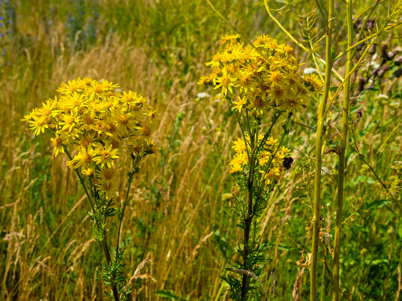 paekalda_abondoned_grass_field_near_road-20