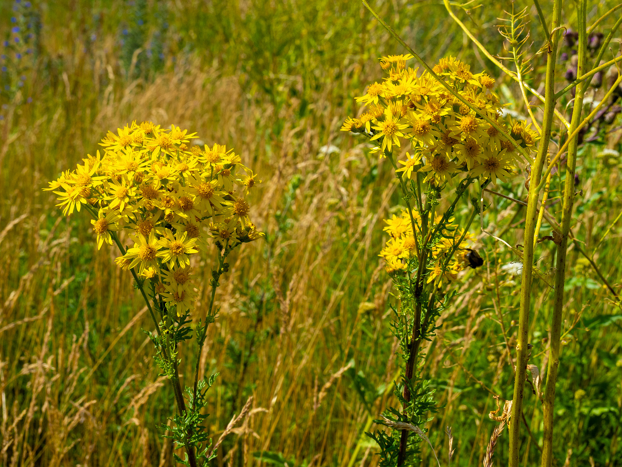 paekalda_abondoned_grass_field_near_road-21