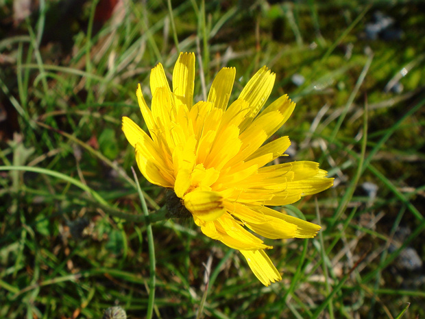 Ястребинка зонтичная - Hieracium umbellatum