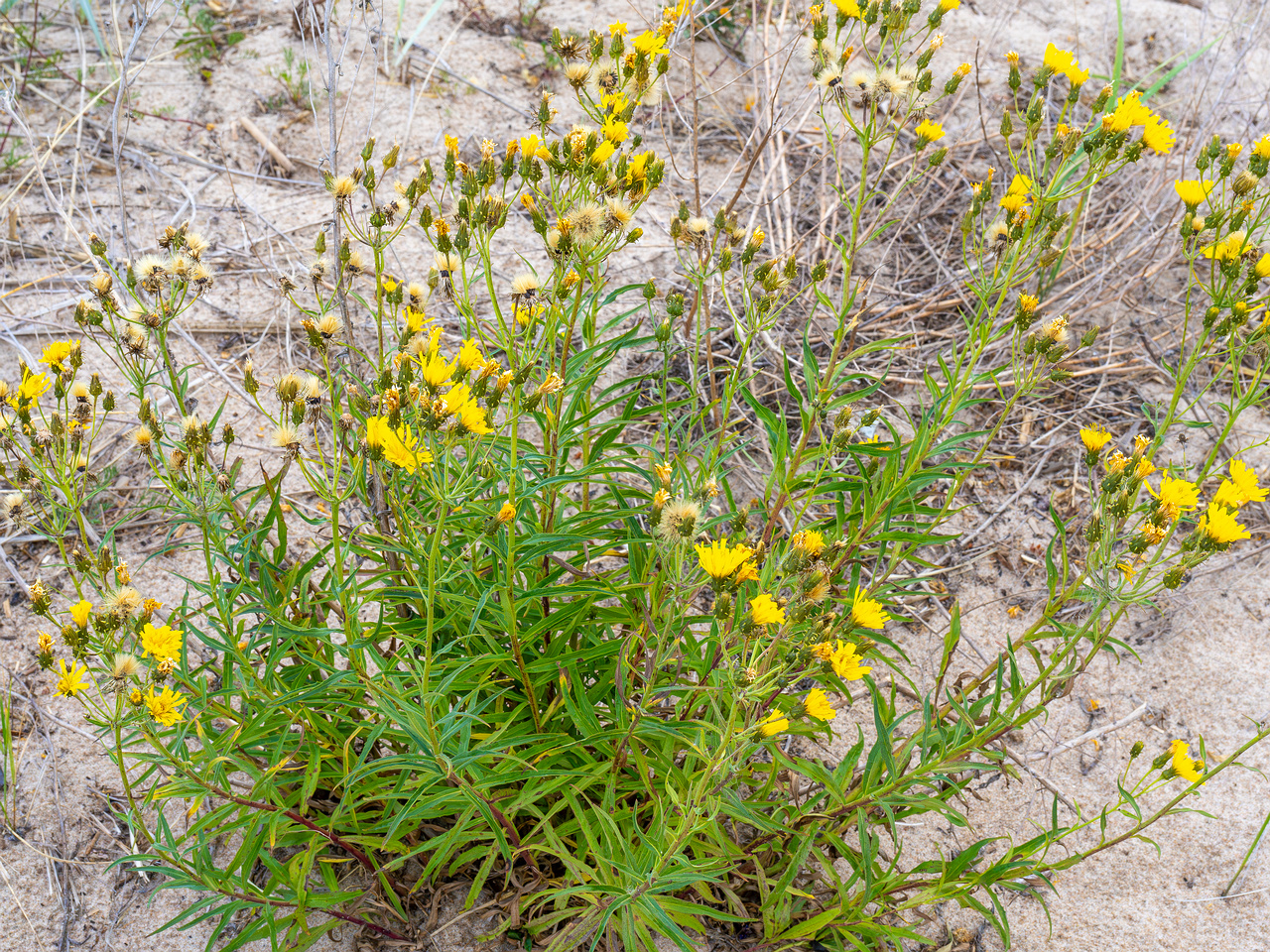 voesu_beach_sand_zone-6