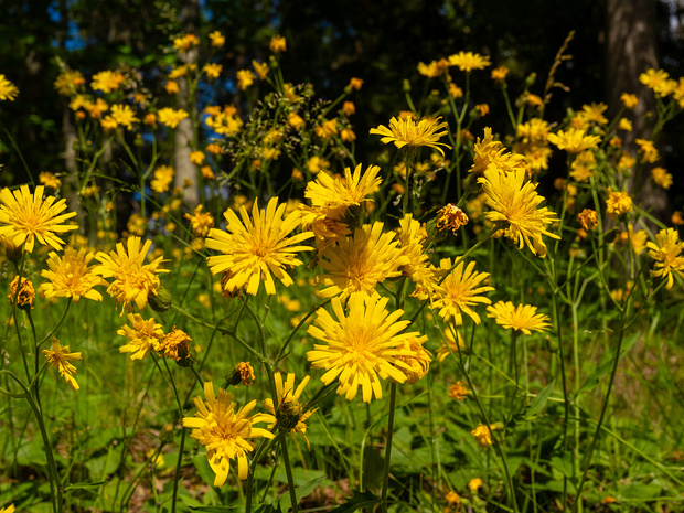Ястребинка обыкновенная - Hieracium lachenalii