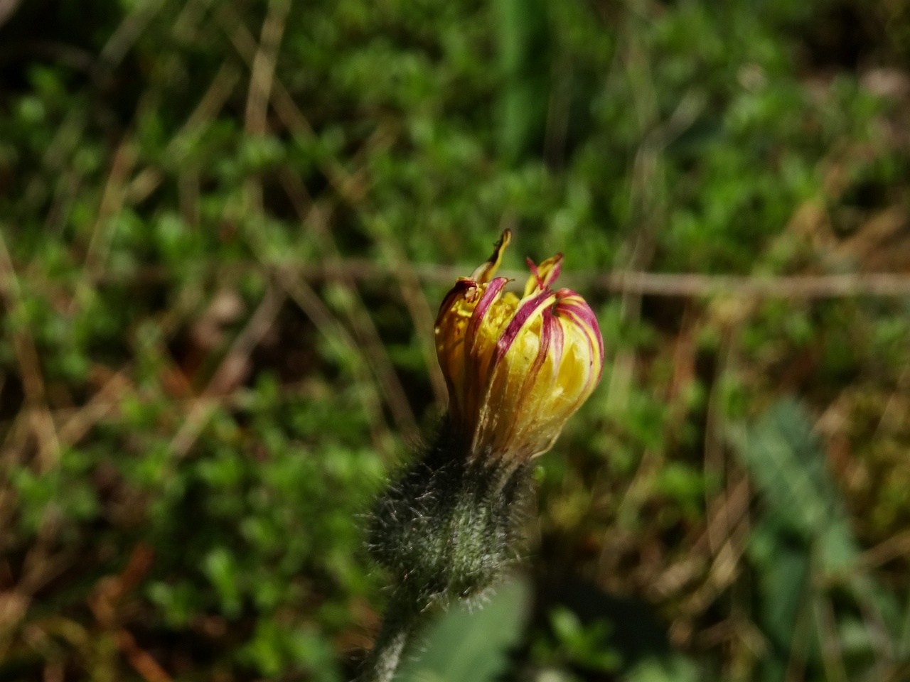DSC00748