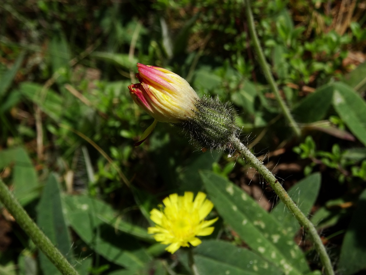 DSC00749