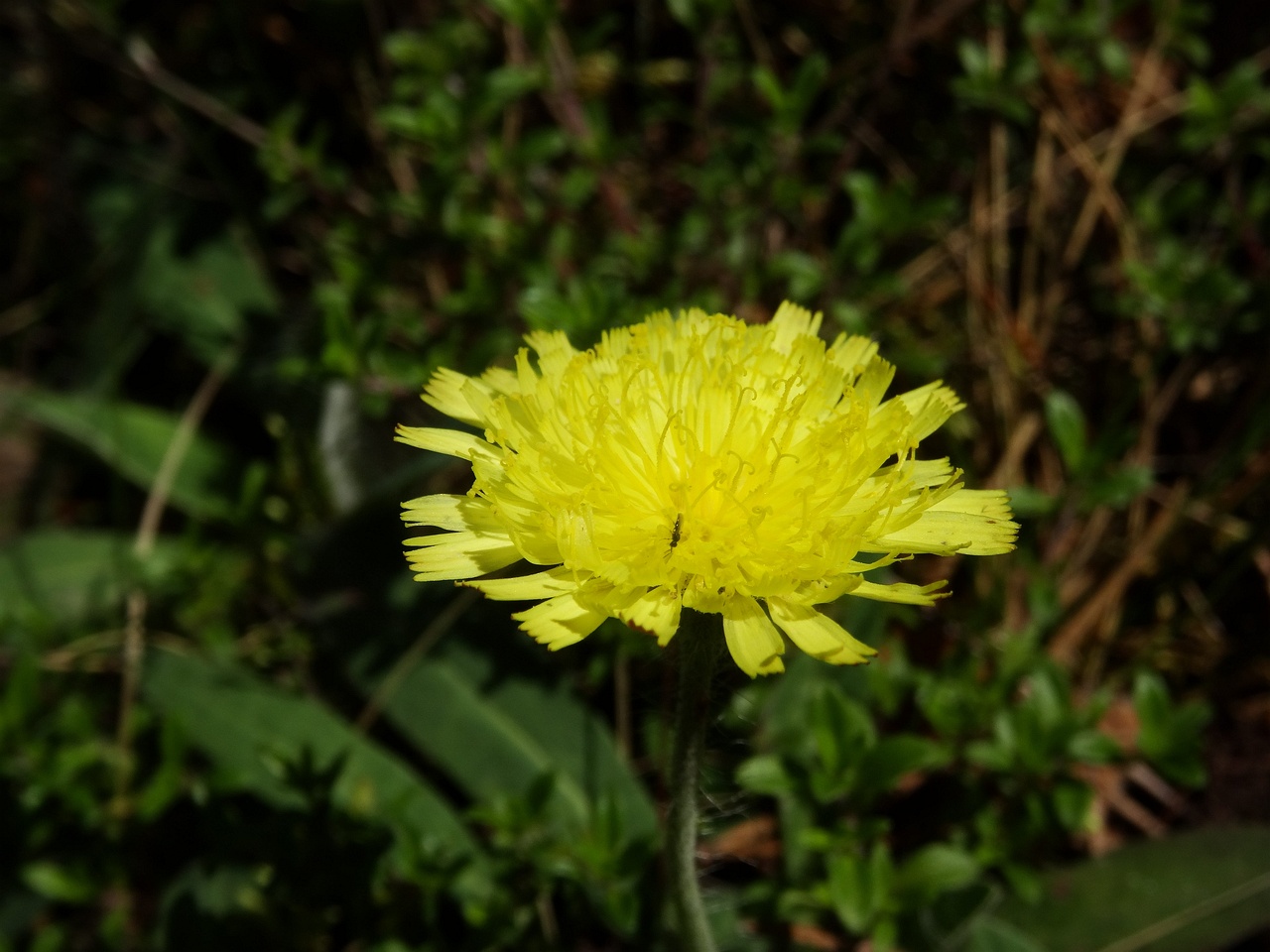 DSC00750