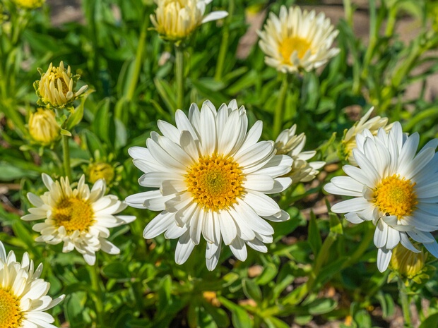 Астра альпийская белая форма - Aster alpinus f. alba