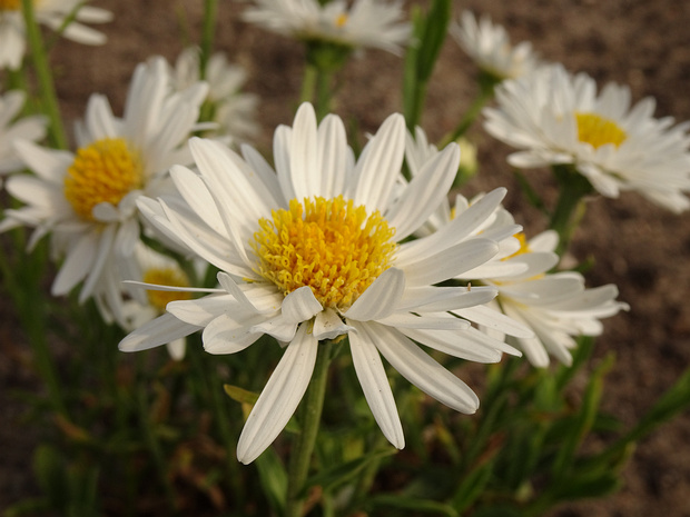 Астра альпийская белая форма - Aster alpinus f. alba