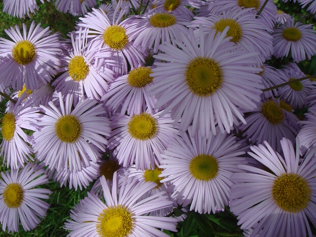 Астра многолетняя - Aster perennis