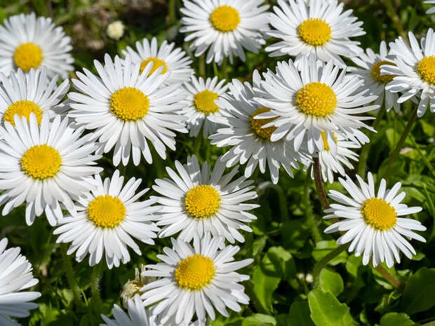 Маргаритка многолетняя - Bellis perennis
