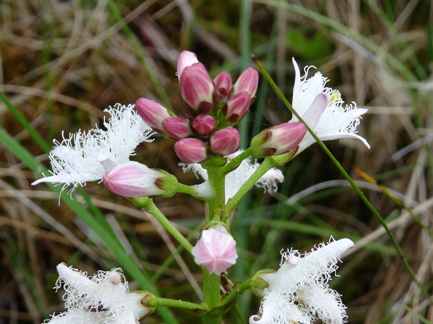 Вахтовые - Menyanthaceae