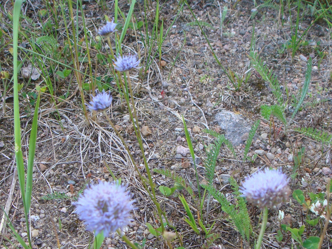 DSC07986