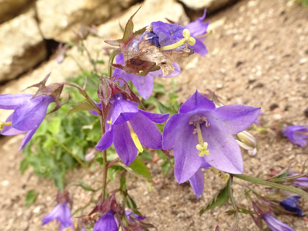Колокольчик Радде - Campanula raddeana