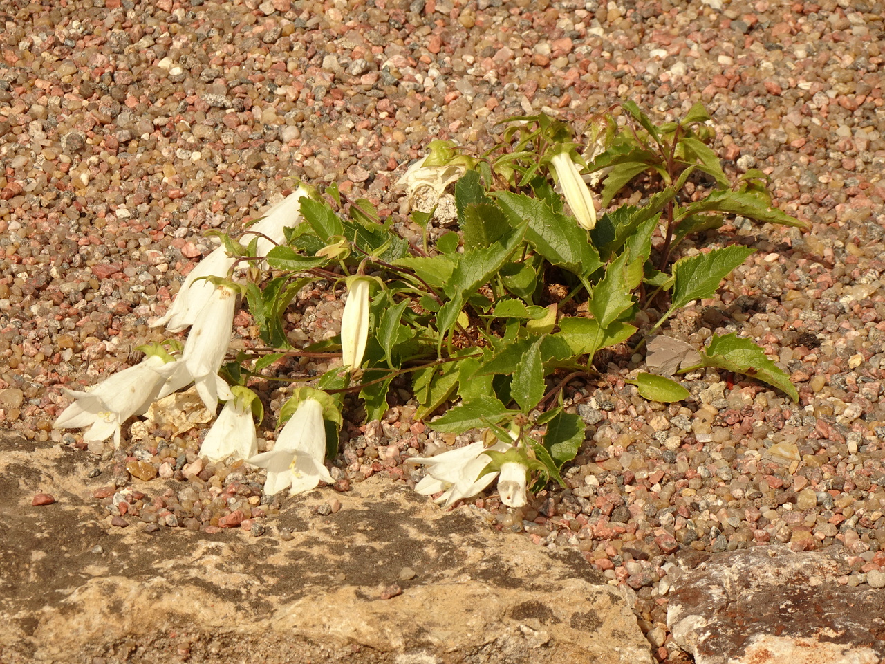 DSC04322