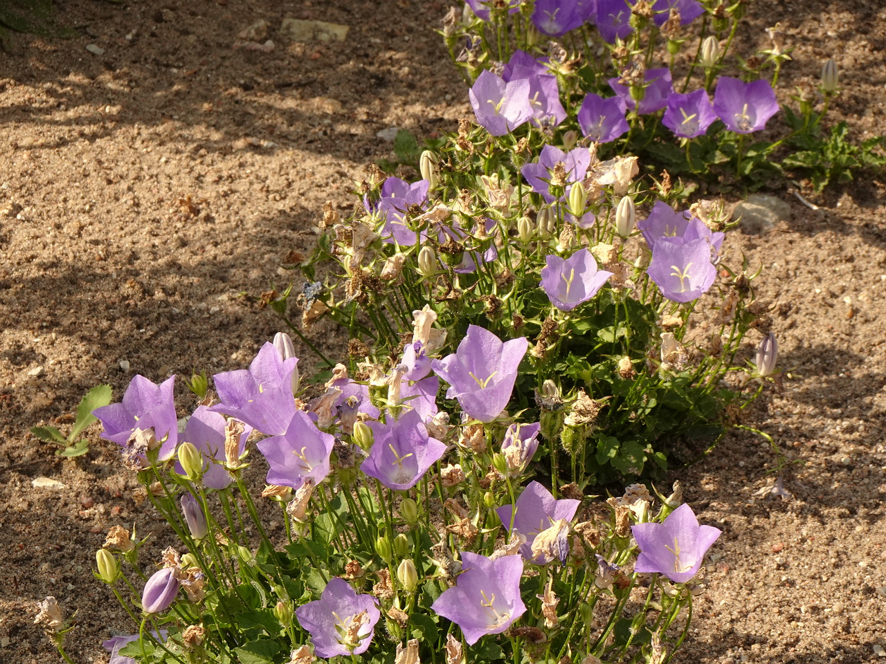 DSC04351