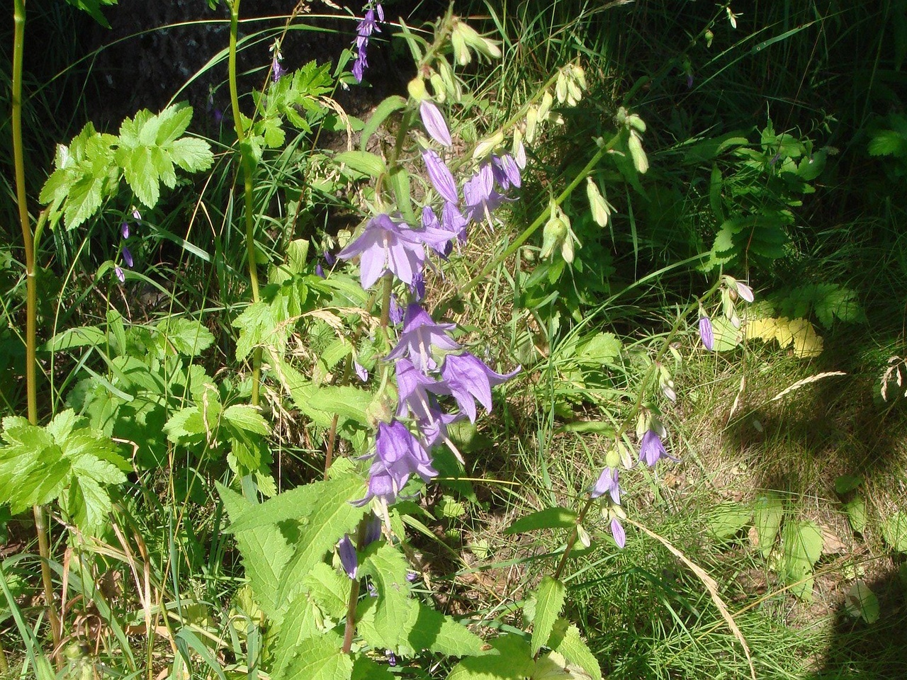 DSC04196