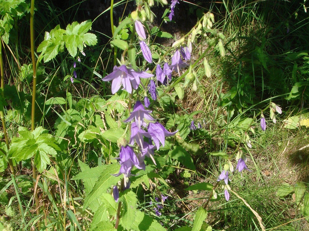 DSC04197