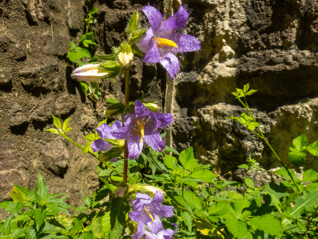 old-castle-11