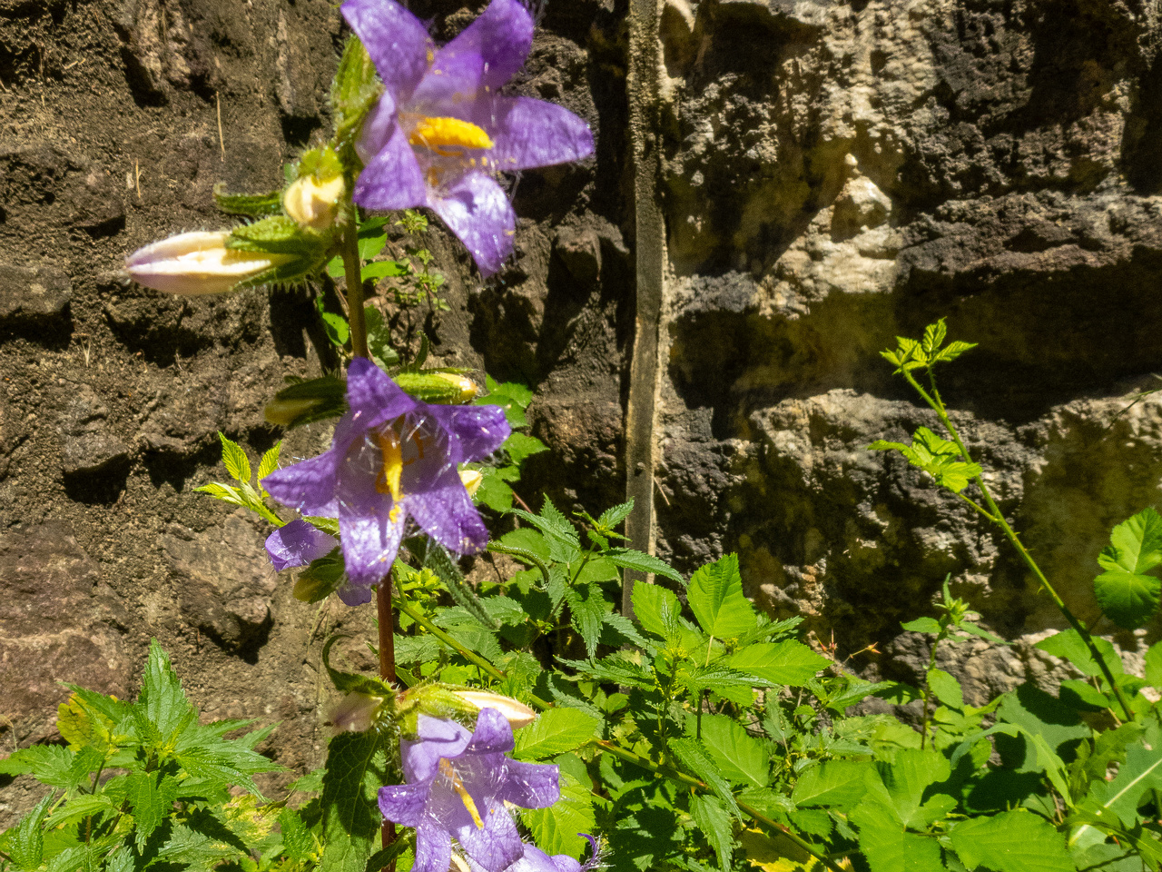 old-castle-12