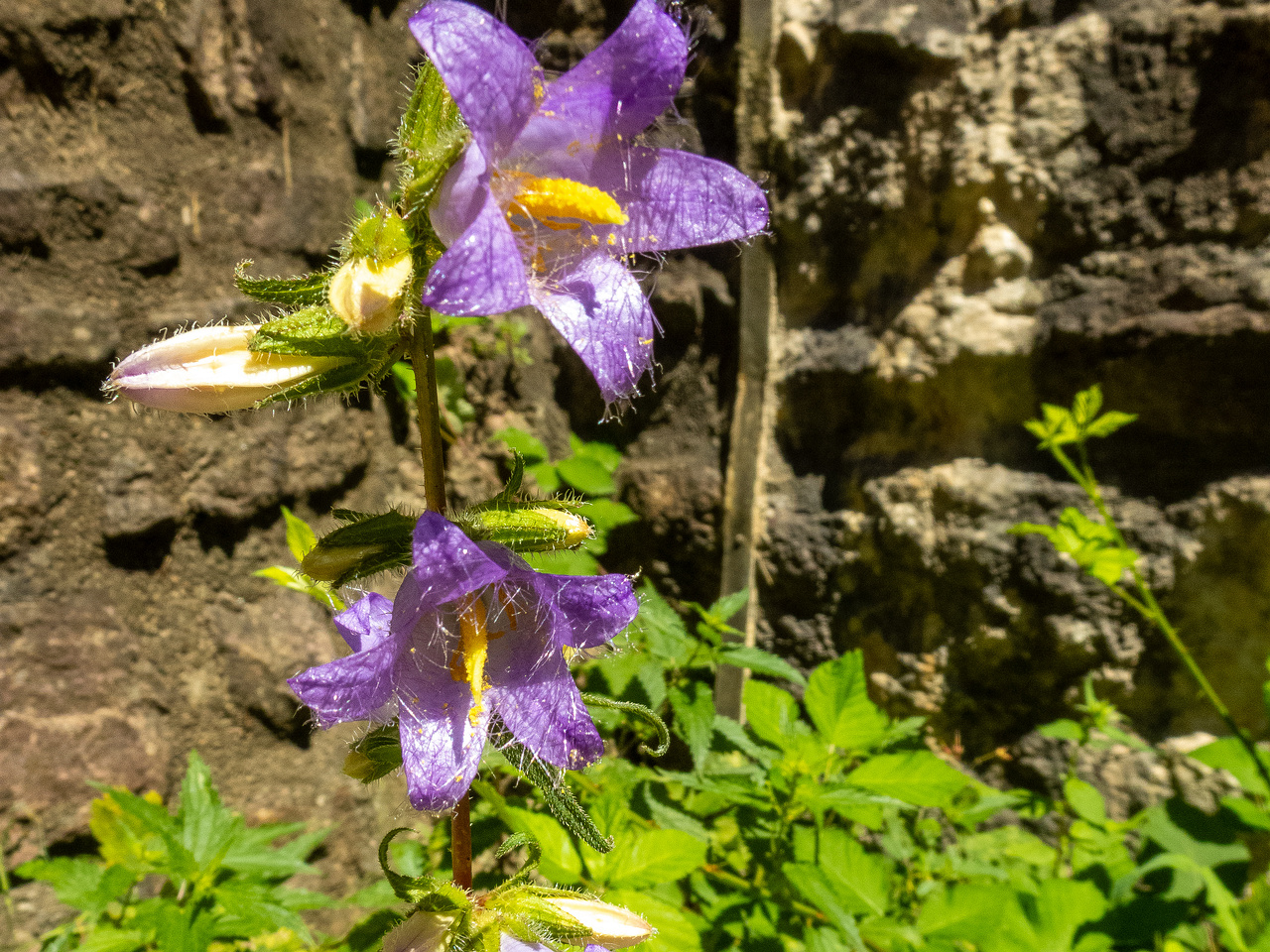 old-castle-15