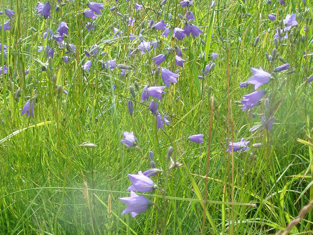 Колокольчик круглолистный - Campanula rotundifolia