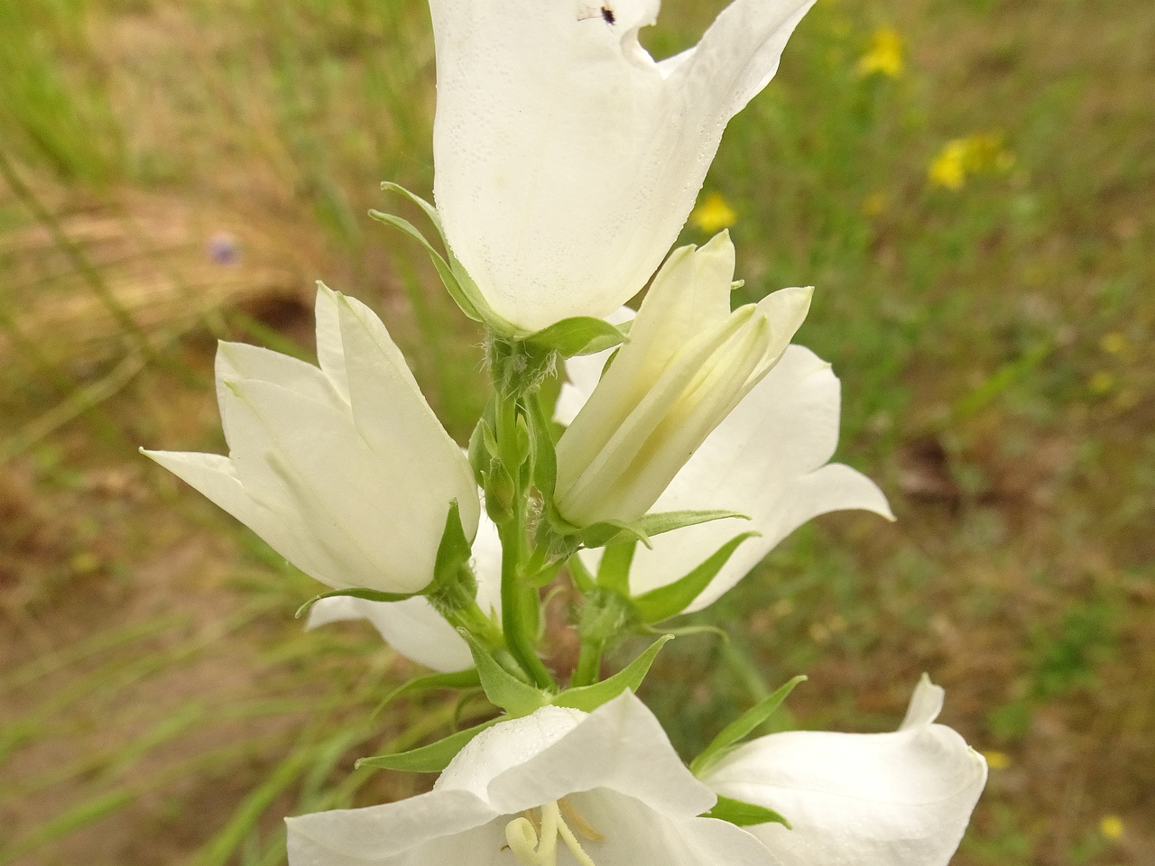 DSC04572