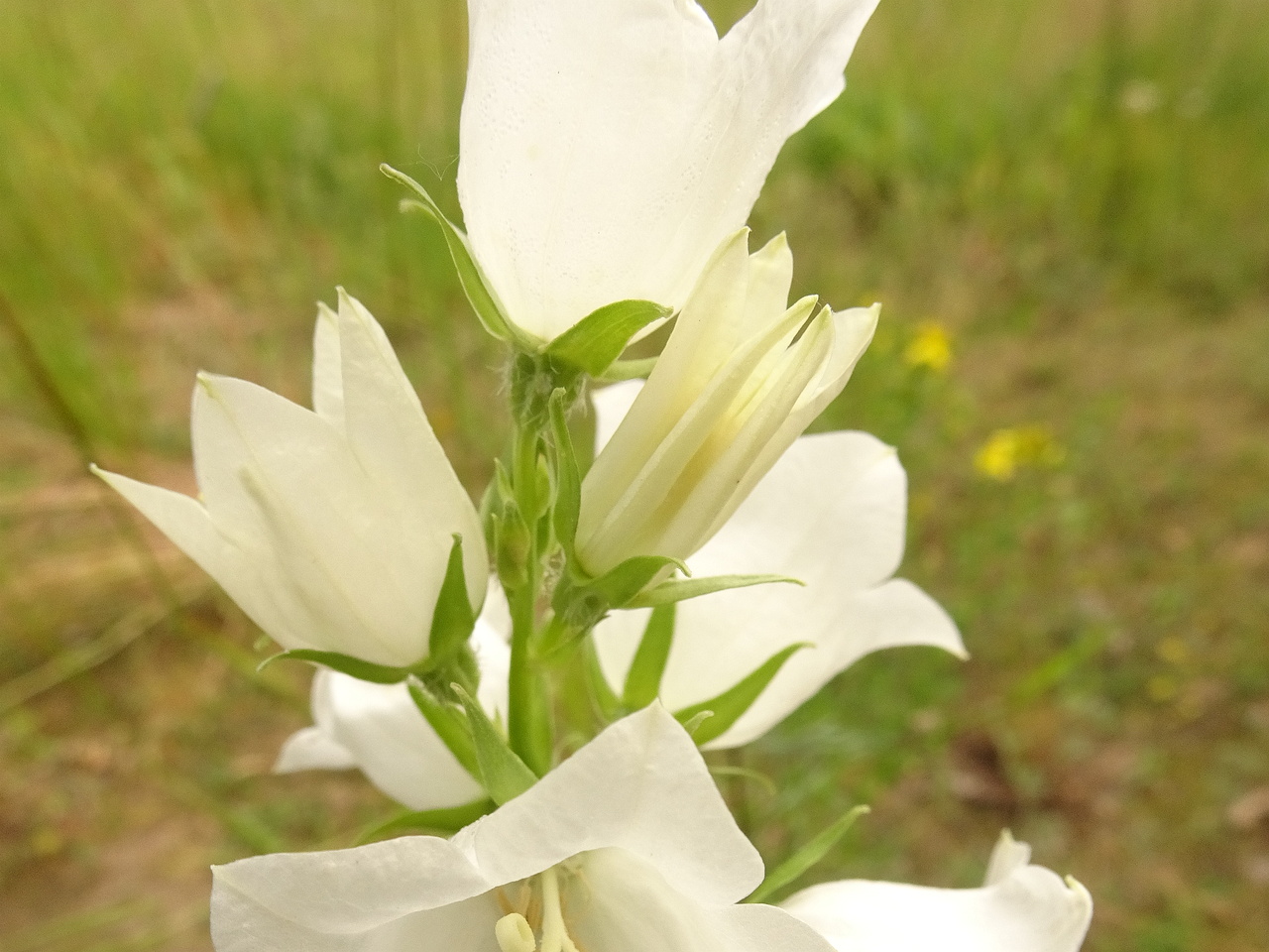 DSC04574