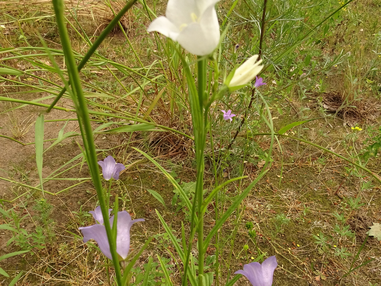DSC04577