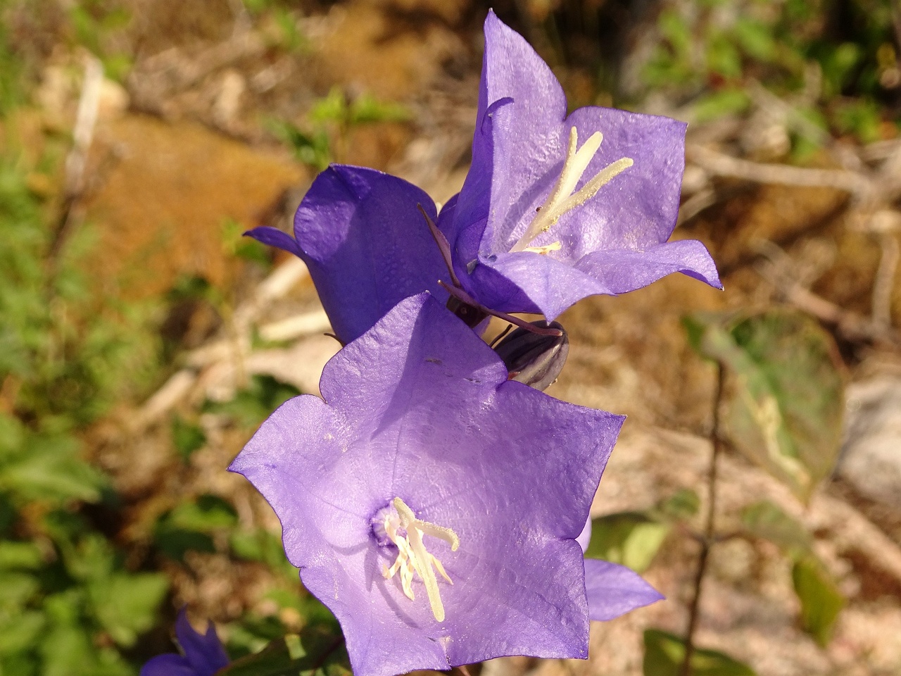 DSC03491
