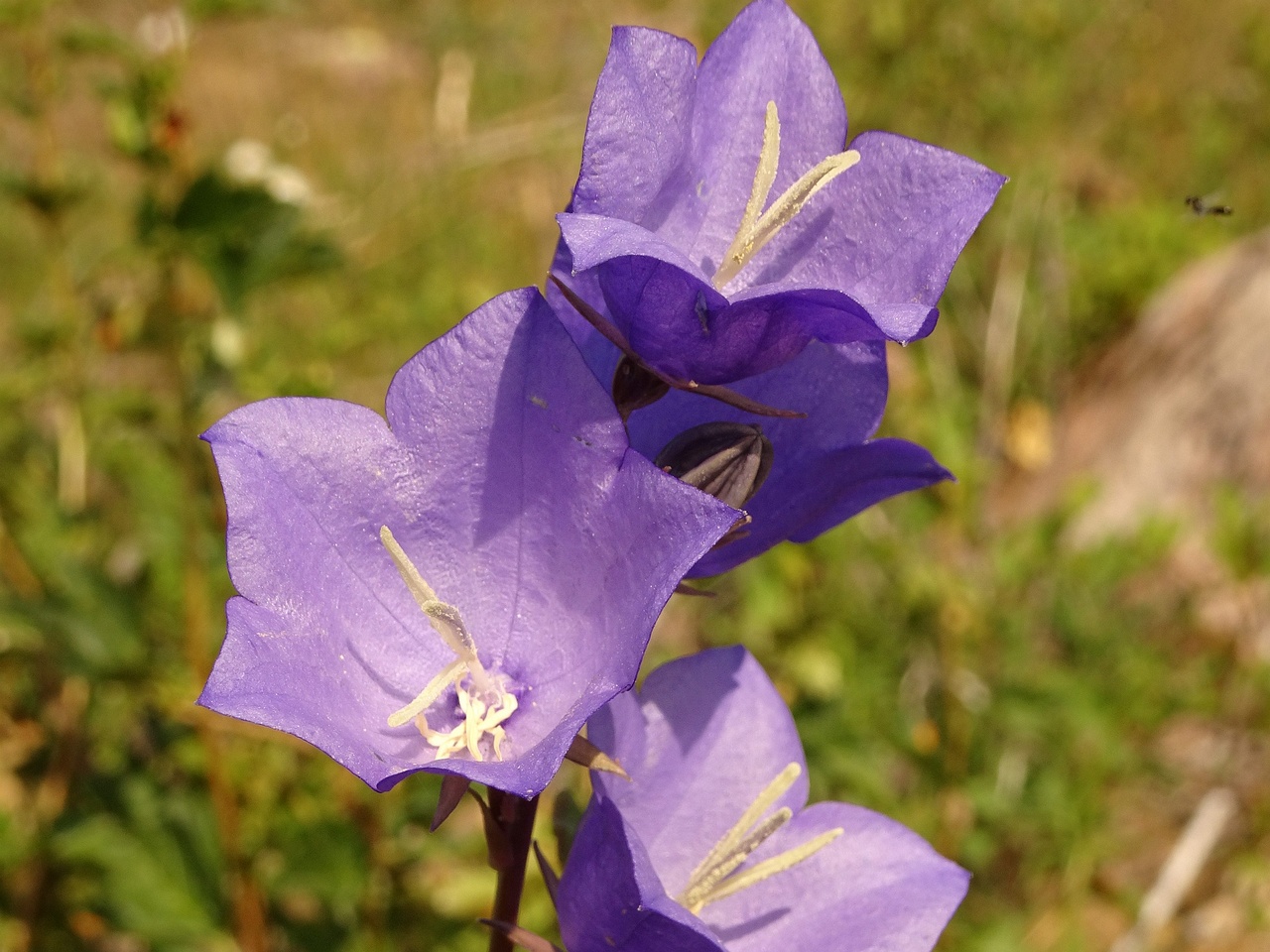 DSC03492