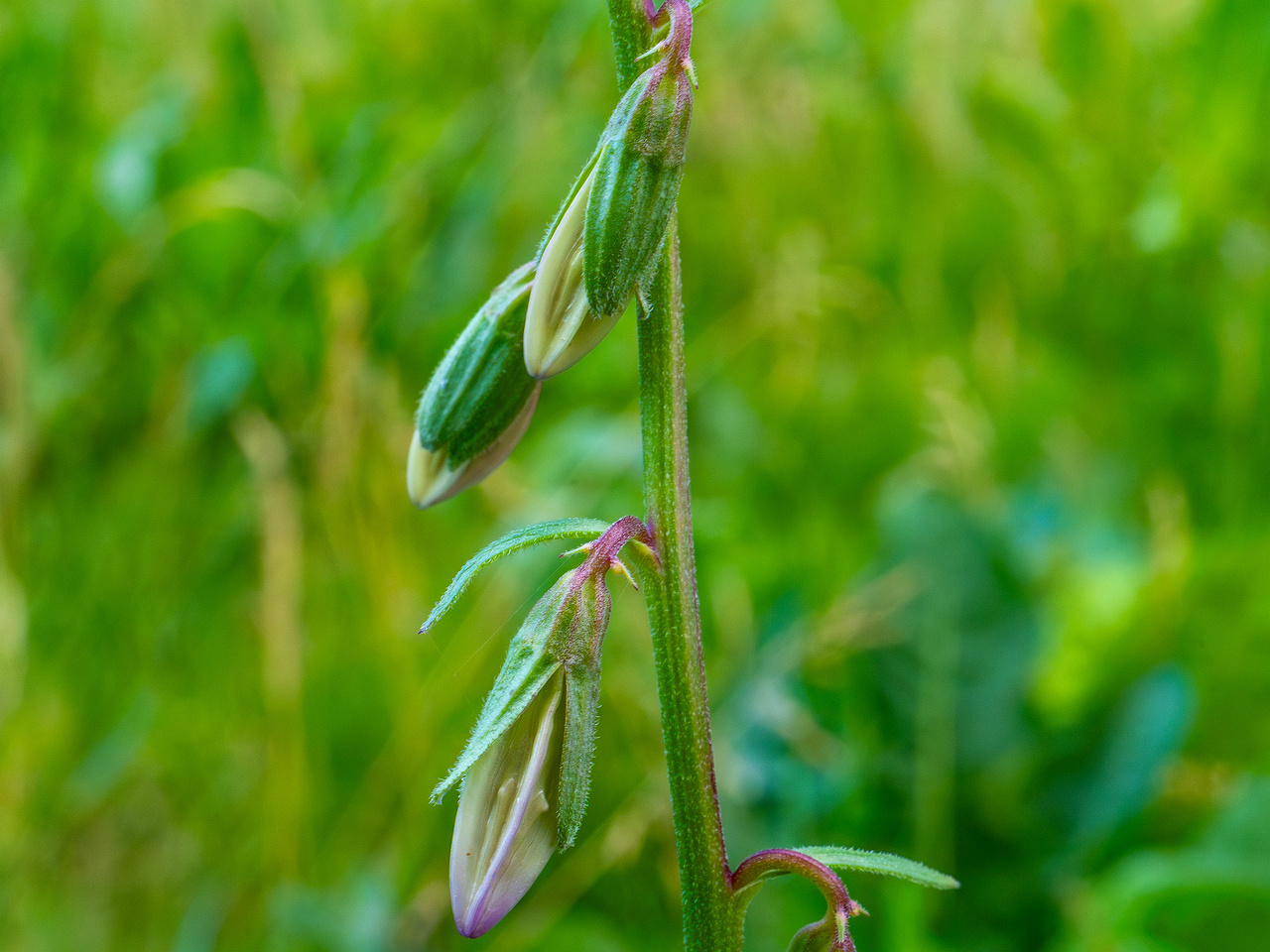 grass_lawn_near_japanese_garden_wall-7