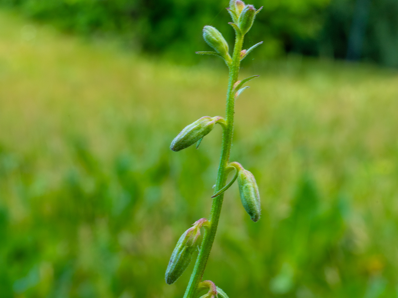 grass_lawn_near_japanese_garden_wall-8