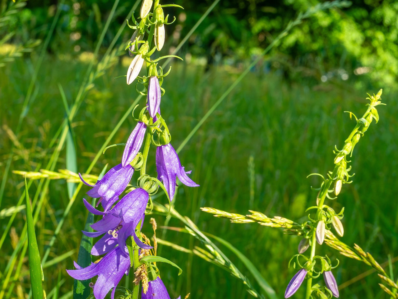 pikksilma_poplar_alley_grassland-1