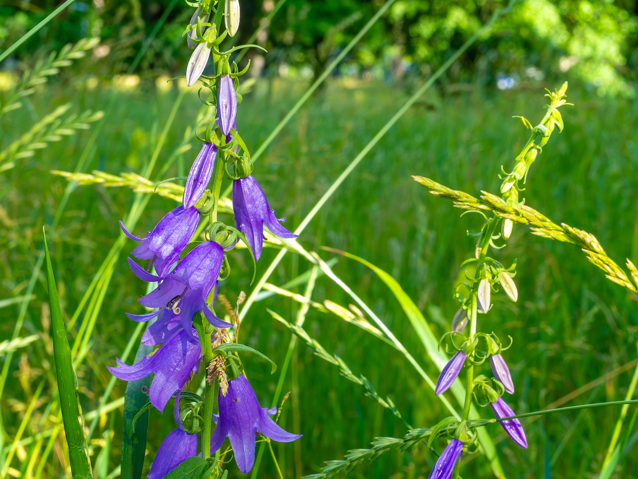 pikksilma_poplar_alley_grassland-2