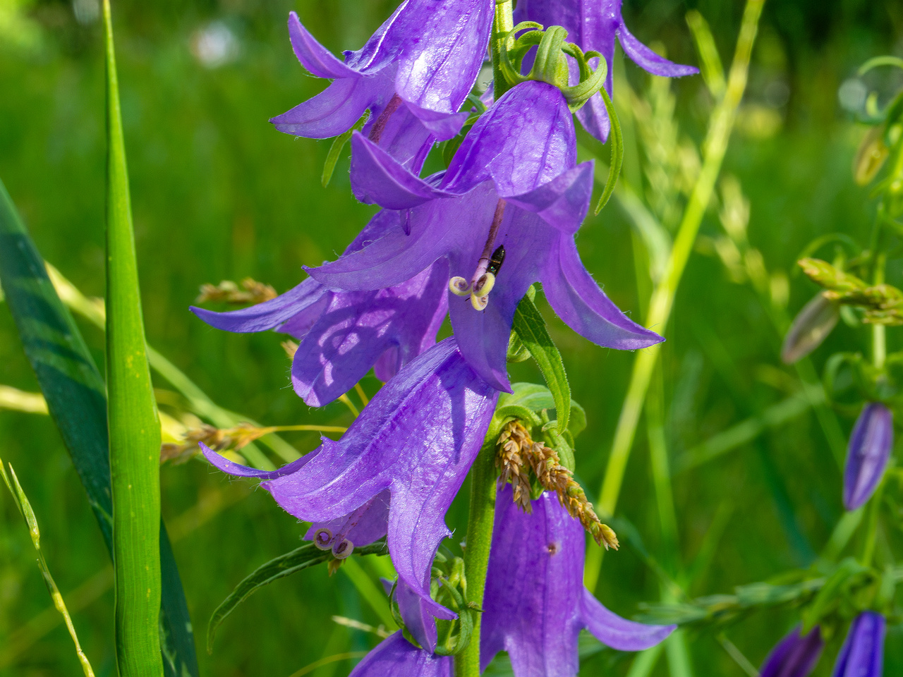pikksilma_poplar_alley_grassland-4