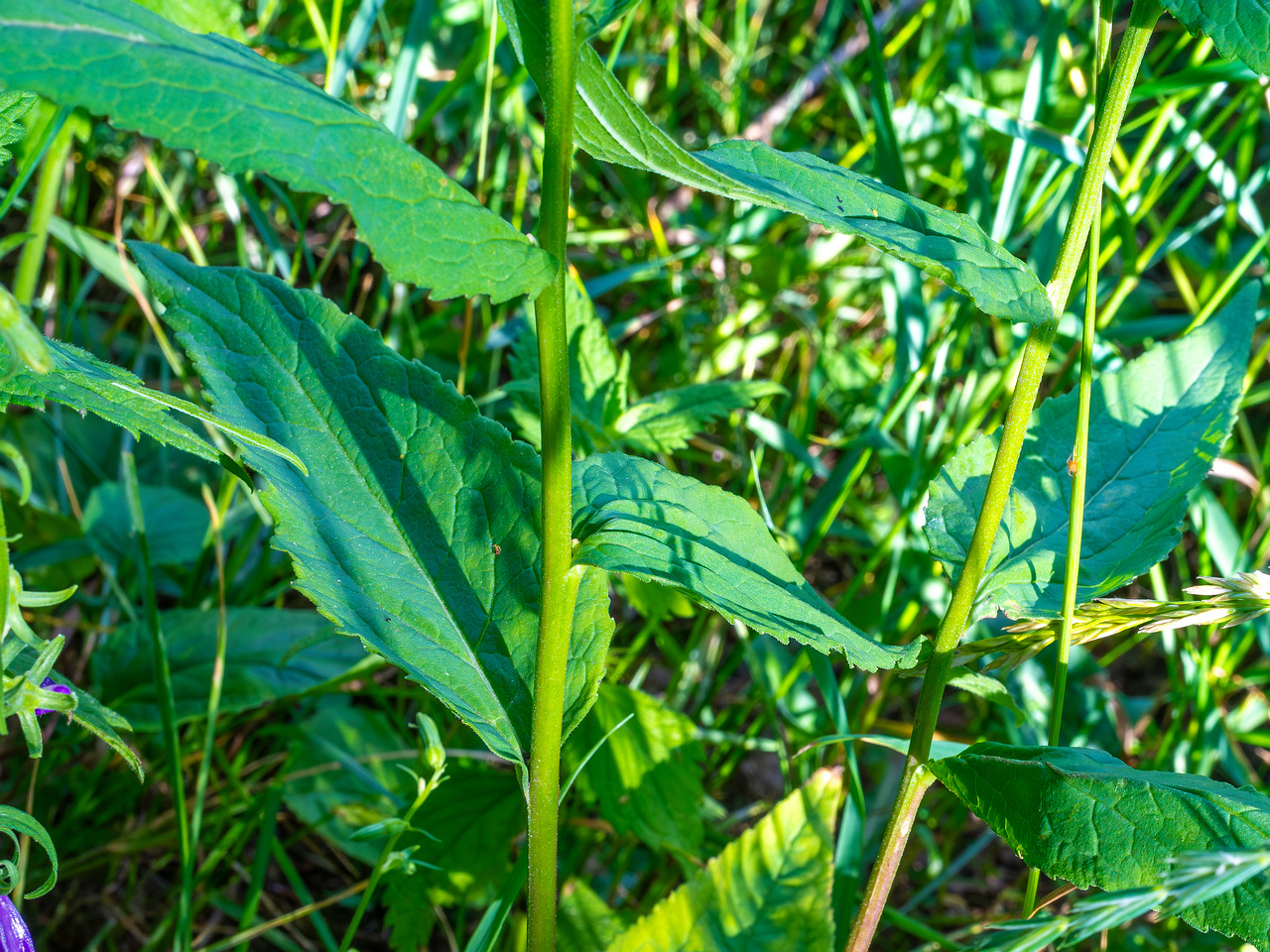pikksilma_poplar_alley_grassland-6