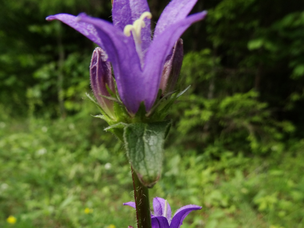 DSC00600