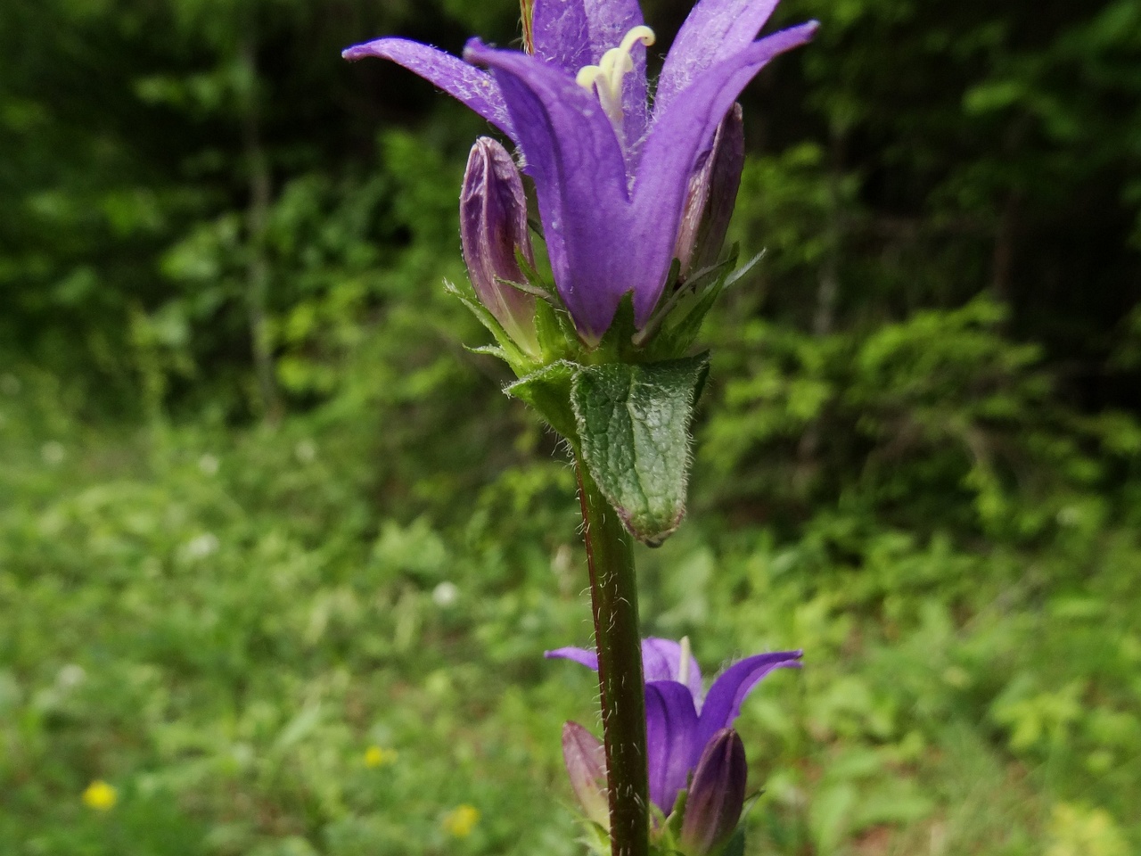DSC00601