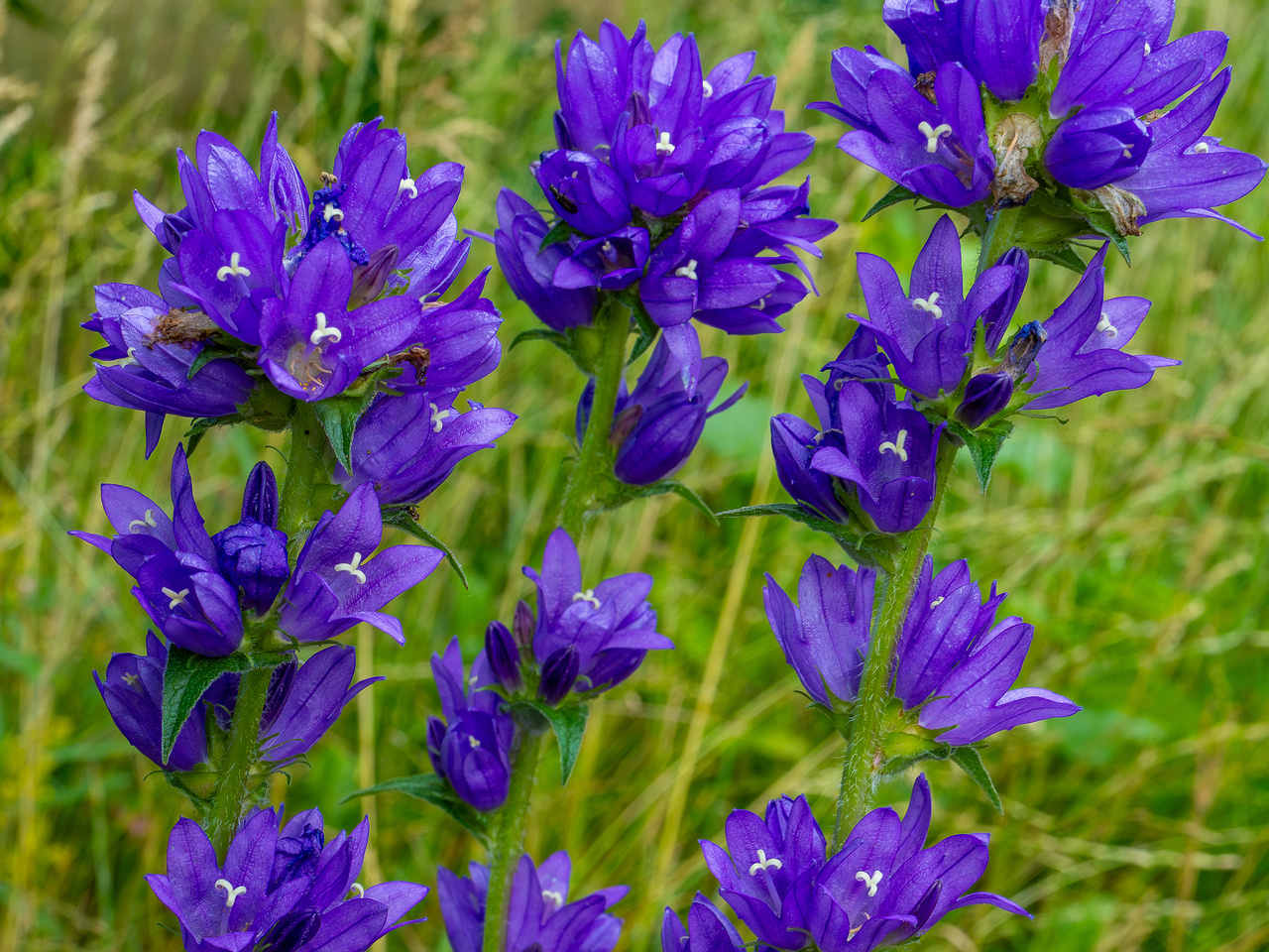 pikksilma_poplar_alley_meadow-1