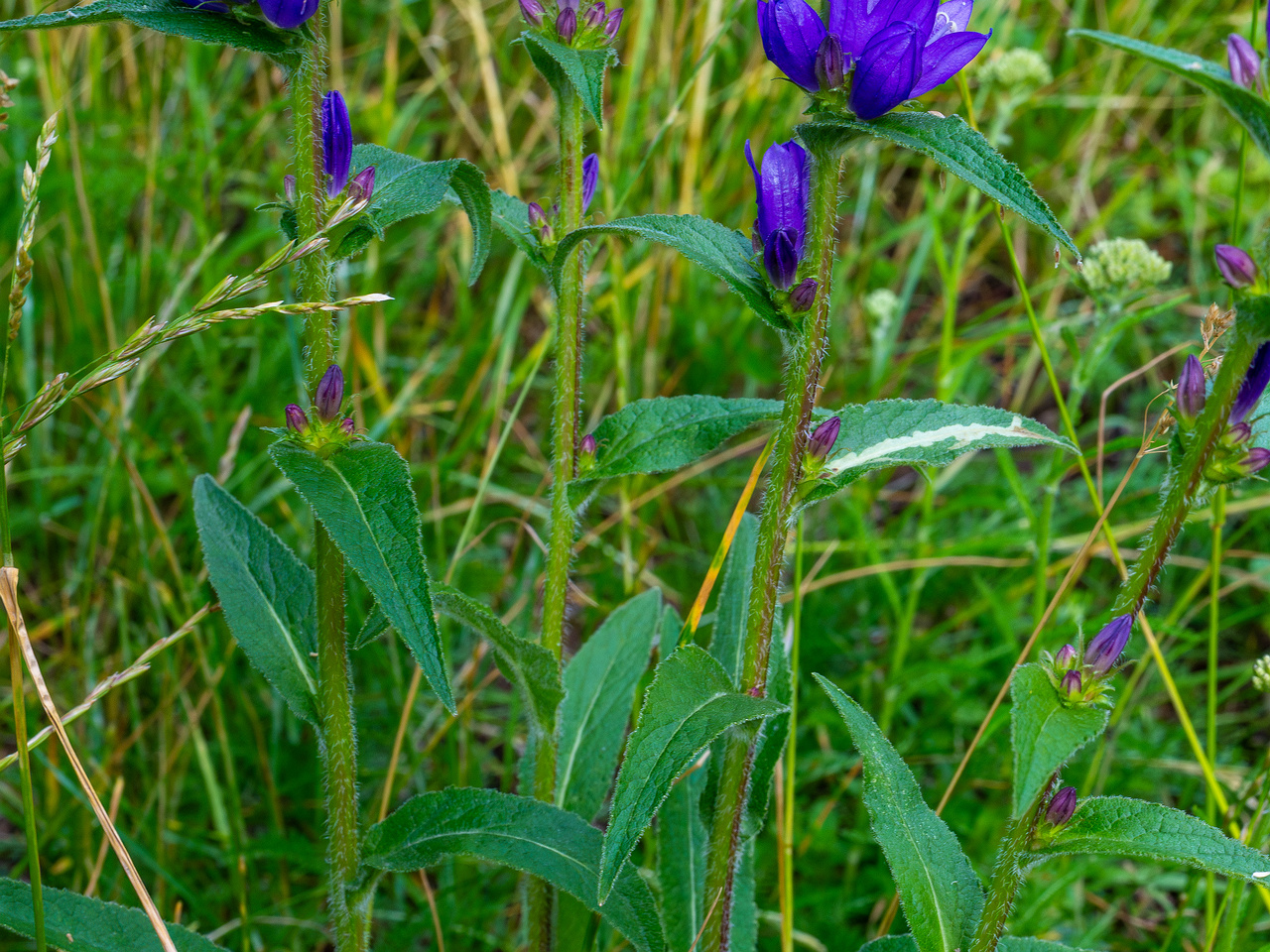 pikksilma_poplar_alley_meadow-5