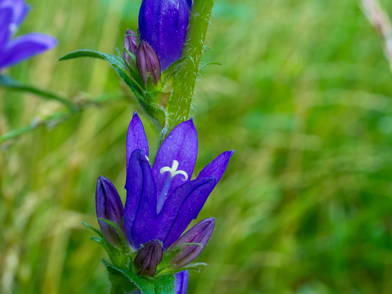 pikksilma_poplar_alley_meadow-6