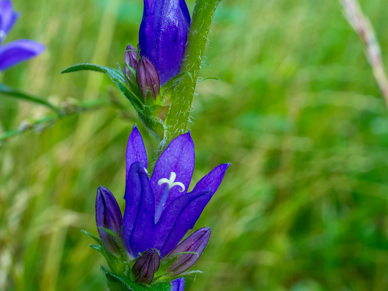 pikksilma_poplar_alley_meadow-7