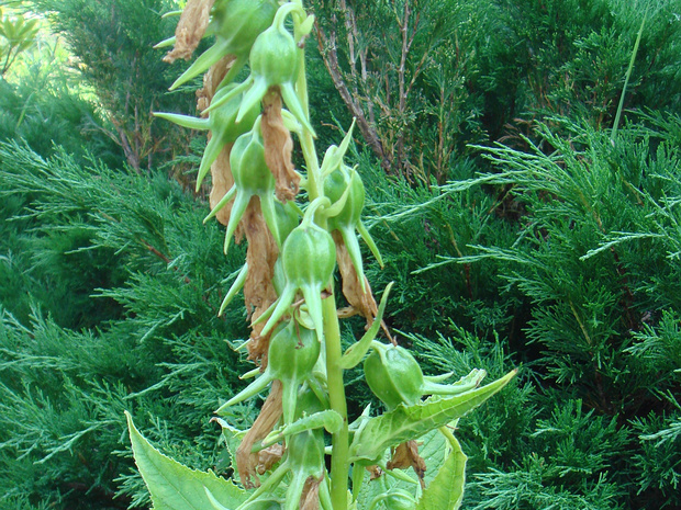 Колокольчик широколистный белая форма - Campanula latifolia f. alba