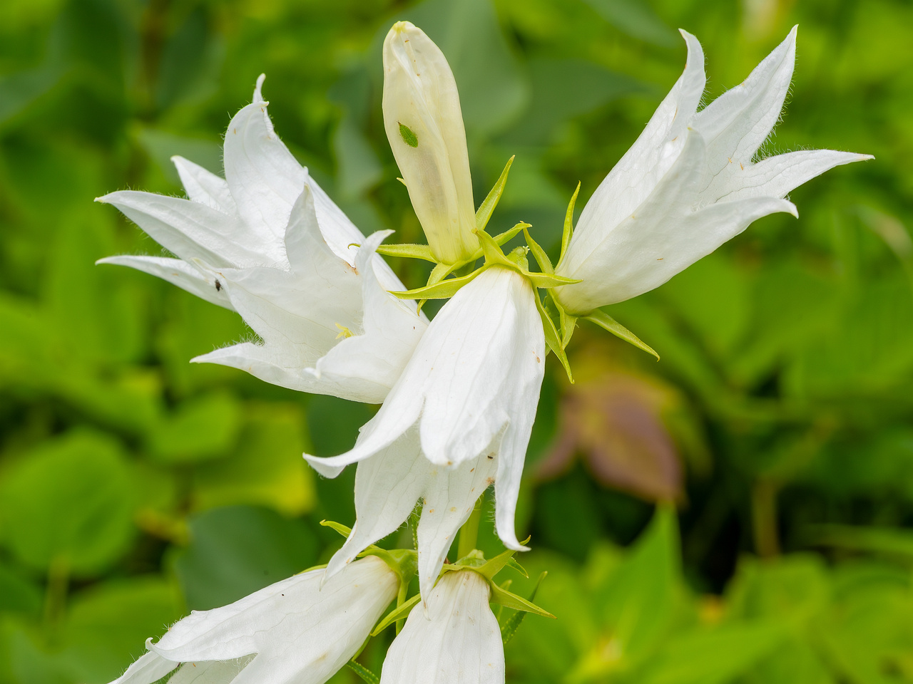 kumna_manor_around_park-17