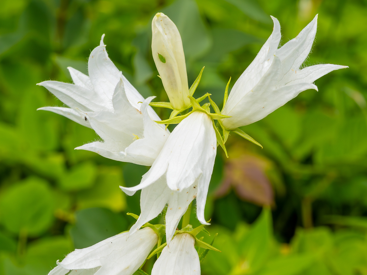 kumna_manor_around_park-18