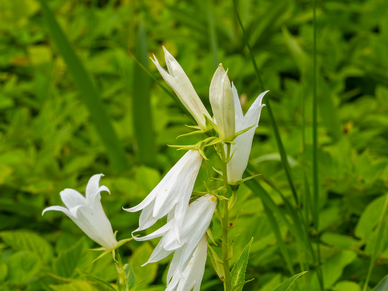 kumna_manor_around_park-19