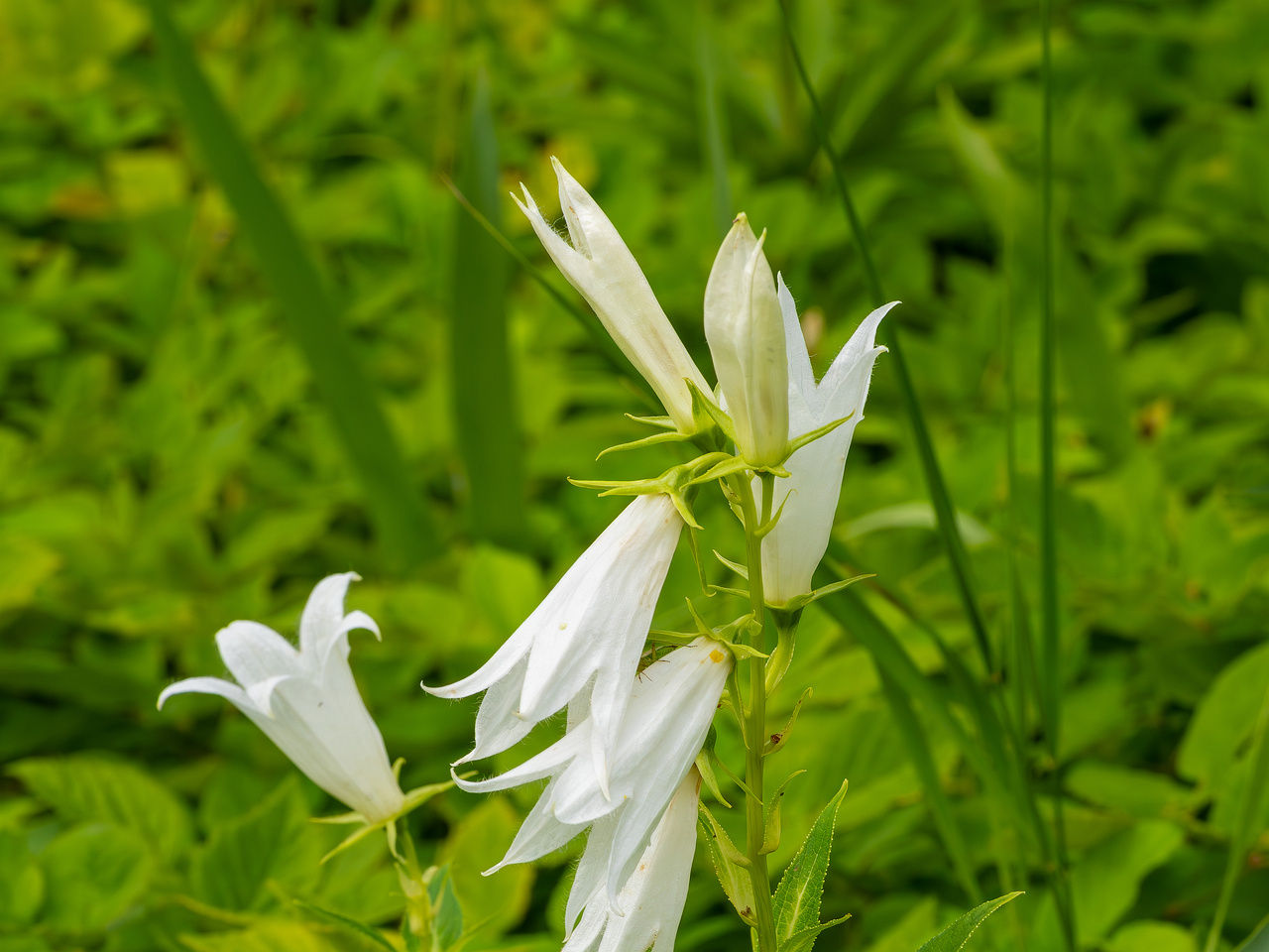 kumna_manor_around_park-20