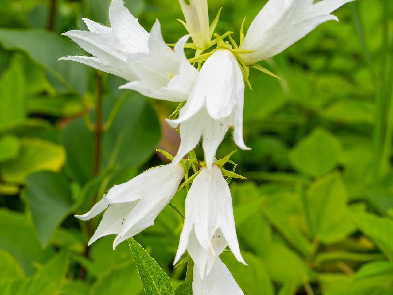 kumna_manor_around_park-21