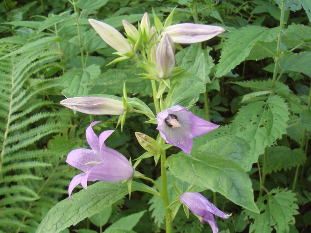 Колокольчик широколистный - Campanula latifolia
